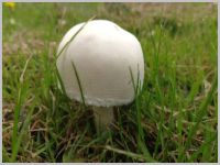 Seidiger Egerlingsschirmling - Blick von schräg oben auf ein junges Exemplar. Die Hutform ist hier noch halbkugelig-glockig. 